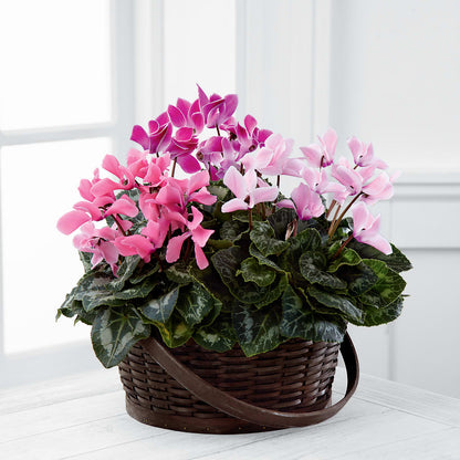 Mixed Cyclamen Planter –  Everbloom, Murfreesboro TN
