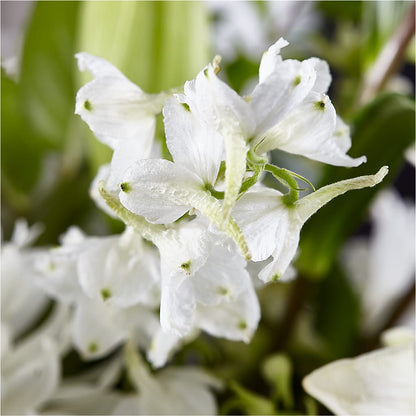 Classic Ivory – A Florist Original –  Everbloom, Murfreesboro TN